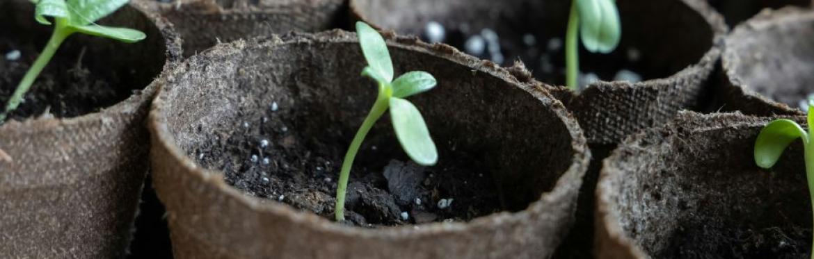 seed sprouting